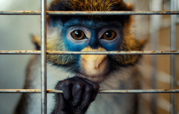 Обезьяна за решеткой