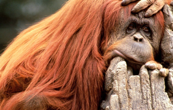 Что то я сегодня плохо выгляжу