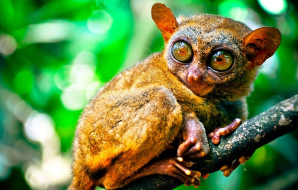 Животное из Малазии