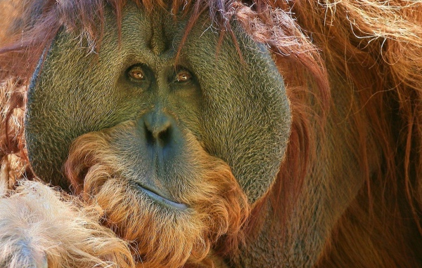 Взгляд обезьяны