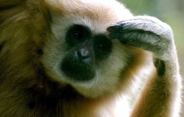 Обезьяна думает