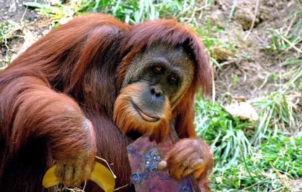 Орангутанг с книгой и бананом