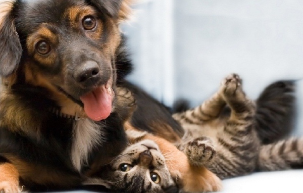 Дружба навеки