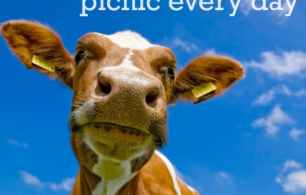 На пикнике каждый день