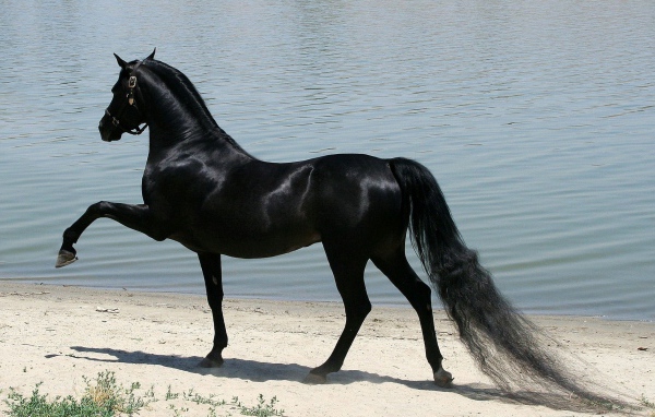Черная лошадь