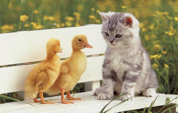 Котенок и цыплята