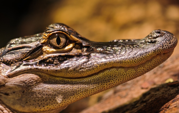 Американский аллигатор