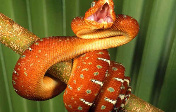 Удав на палке