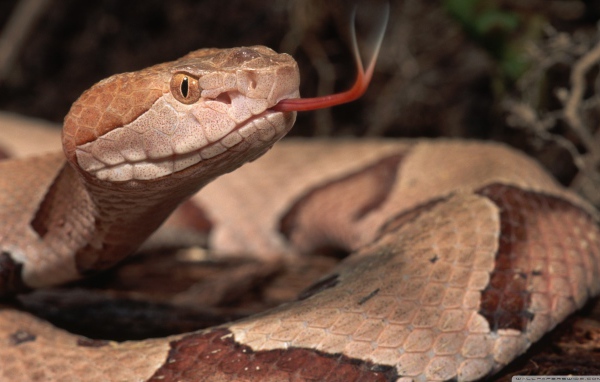 Коричневая змея