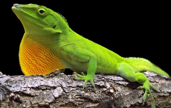 Хамелеон сидит