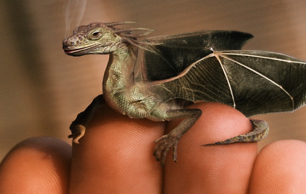 Дракон на пальцах