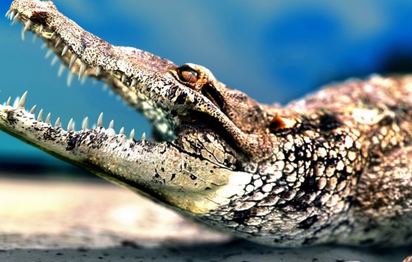 Челюсти крокодила