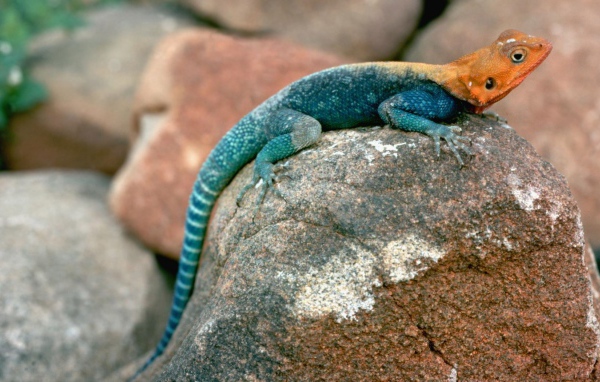 Ящерица сидит на камне