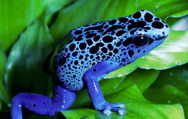 Синяя лягушка