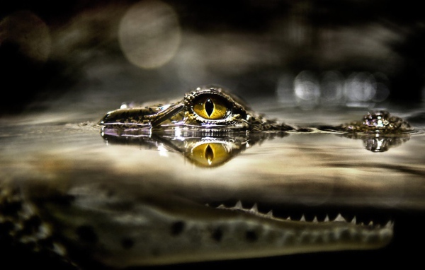 Глаз крокодила над водой