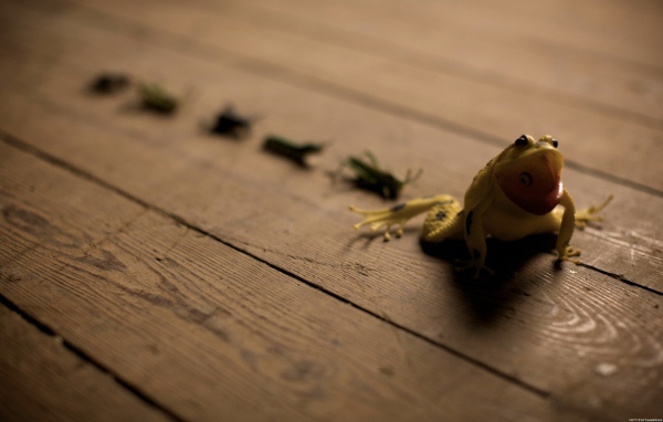 Лягушка и кузнечики