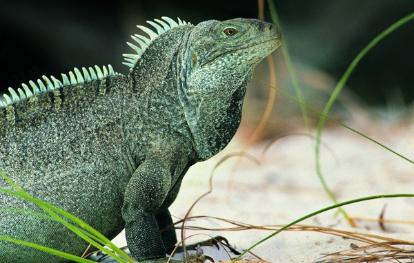 Ящерица Игуана