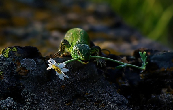 Ящерица с ромашкой