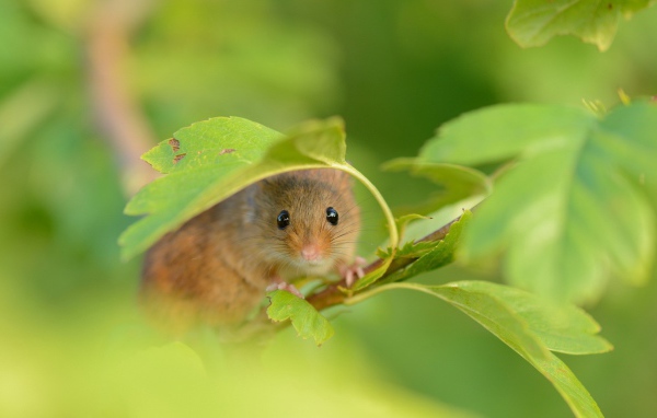 Mouse on a branch