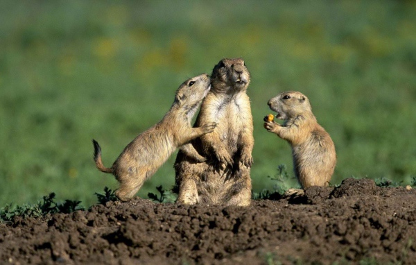 Стукач у сусликов