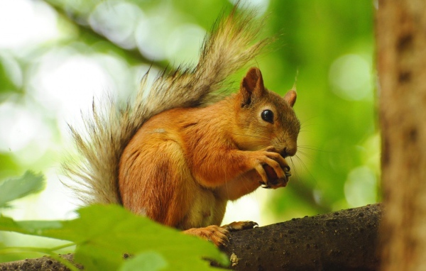 Белка грызет орех