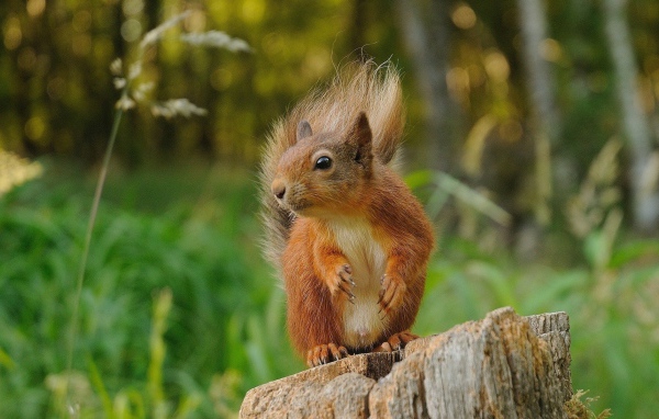 Squirrel sitting on a stump