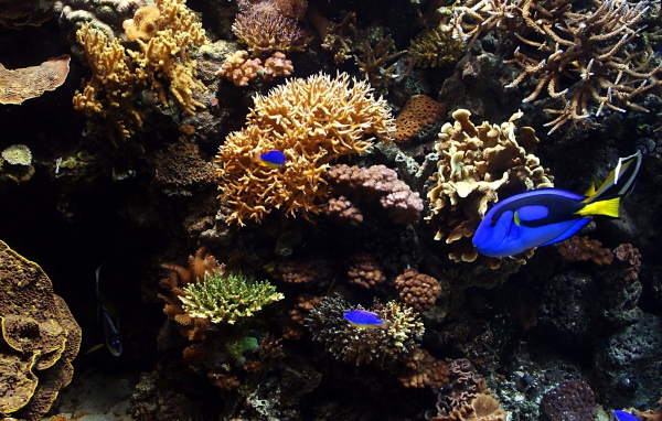 Аквариумные рыбы