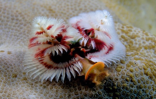 Красивое Морское растение