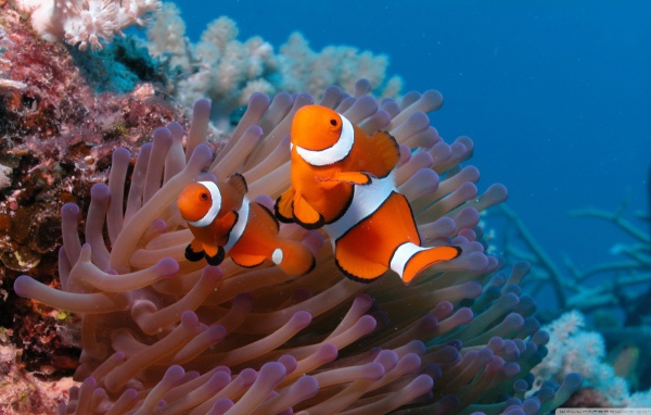 Рыба-клоун и актиния