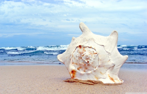 Ракушка на пляже
