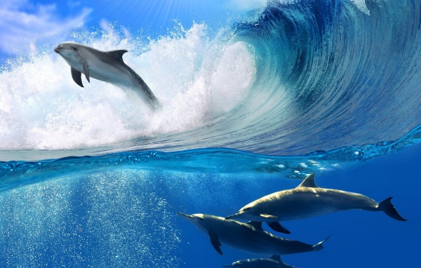 Дельфин в прыжке