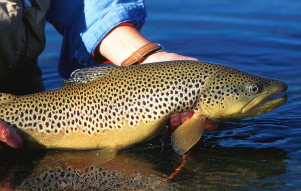 Хороший улов у рыбака