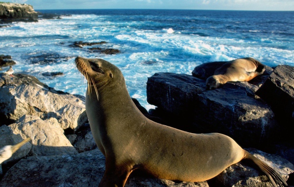 Морские тюлени греются на солнце