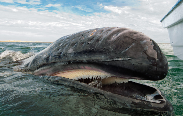 Открытый рот кита