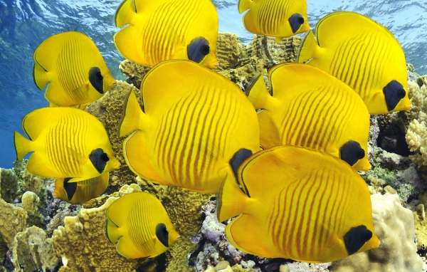 Мир под водой