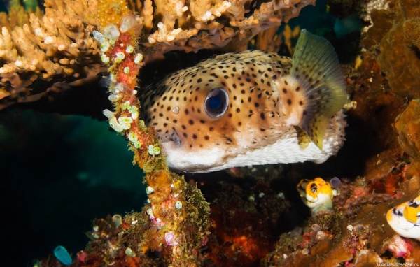 Пятнистая коралловая рыба