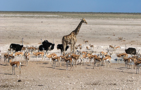 Животные Африки