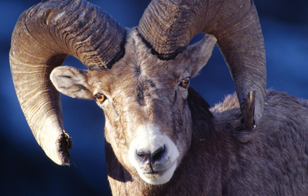 Баран со сломанным рогом