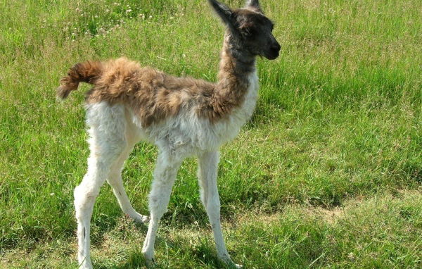 Детеныш ламы