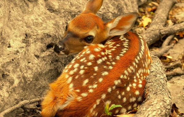 Олененок лежит у скалы