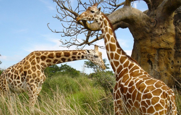 Жирафы около баобаба