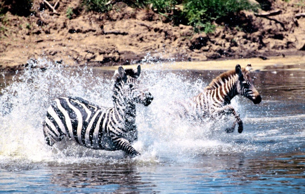 Зебры скачут по реке