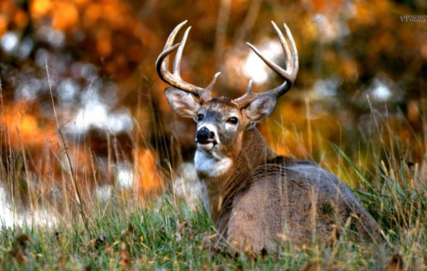 Африканский олень 