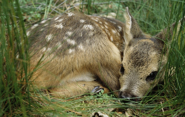 Олененок лежит в траве