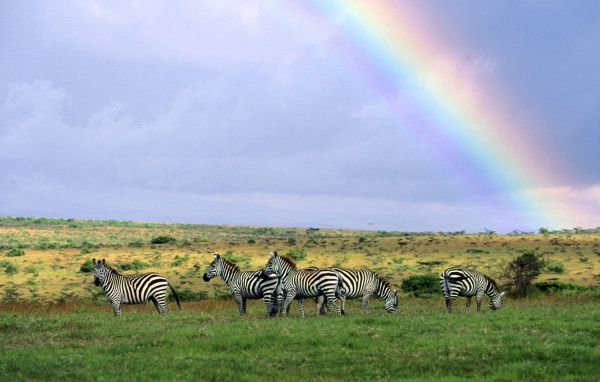 Зебры пасутся под радугой