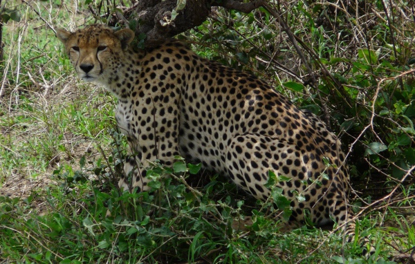 Животные кошачьей породы гепард