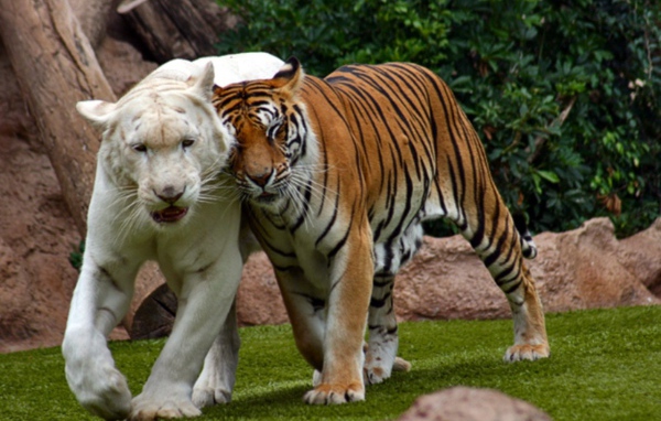 Бенгальский тигр альбинос