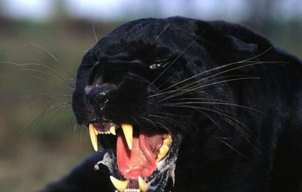 Черная пантера показывает клыки