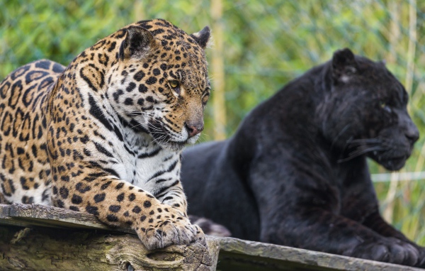 Черная и пятнистая пантера