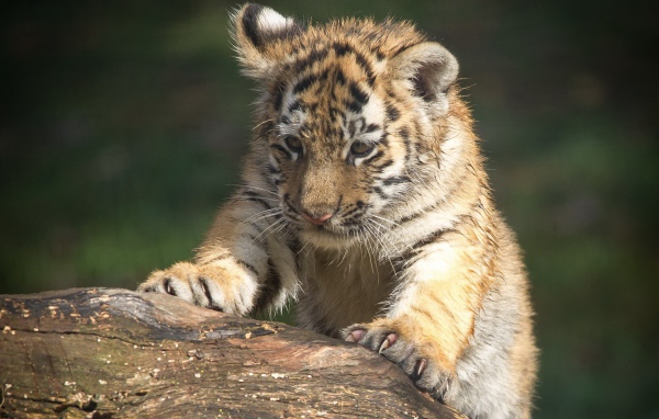 Тигренок царапает дерево